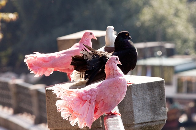 伦敦德比的 伦敦德比的